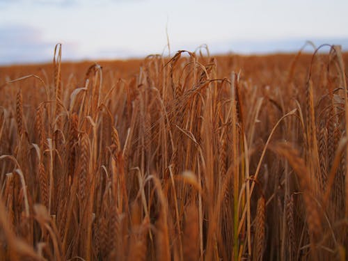 大傻的春天小說(shuō)逆襲張天寶張招娣章節閱讀