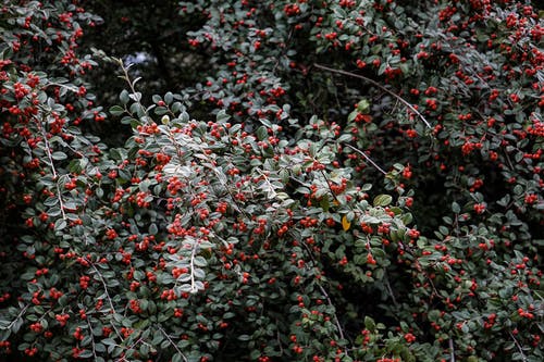 古風(fēng)瑾儀南陵刈小說(shuō)幸得君心似我心整本閱讀