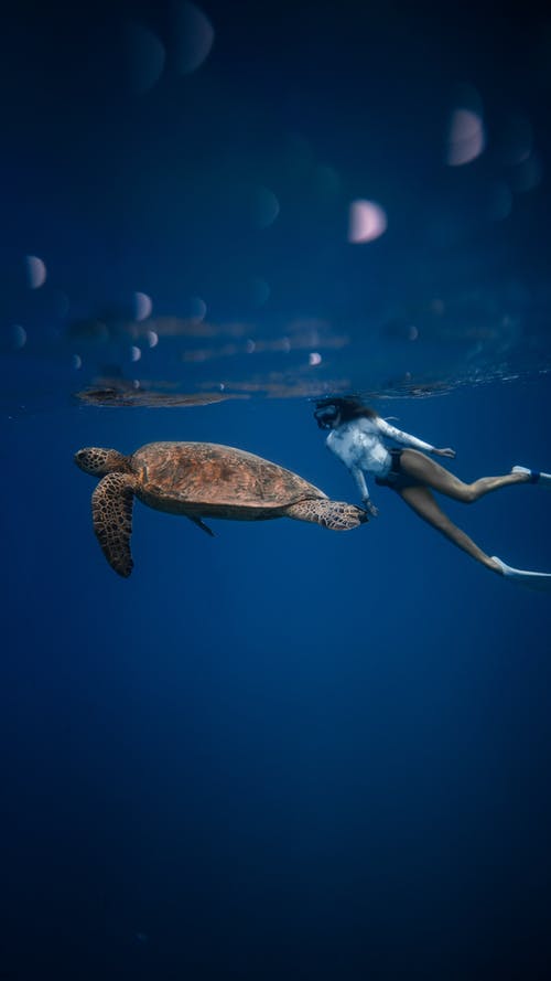 “特”的特別由來(lái)