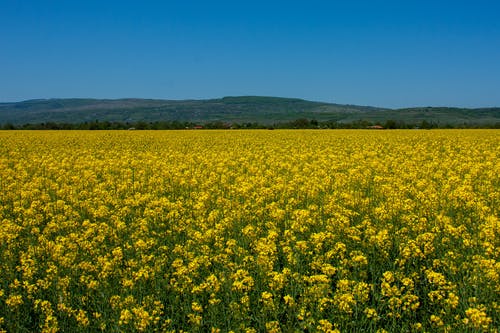 【精選】二年級日記模板6篇 【精選】二年級日記模板6篇