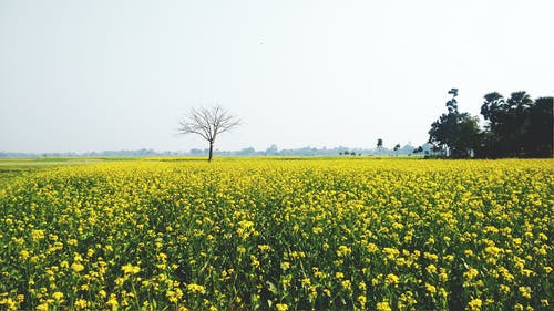 寫(xiě)作中怎樣安排詳寫(xiě)和略寫(xiě)