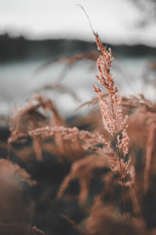 連載中九玄小神醫小說(shuō)林楓洛雪凝目錄閱讀