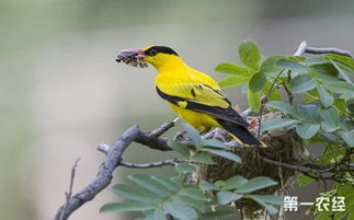 鳥(niǎo)類(lèi)分類(lèi)基礎知識