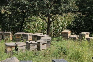 養蜂的基礎知識