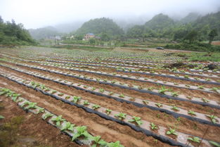 烤煙生產(chǎn)基礎知識