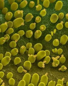 酵母的基礎知識