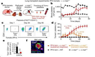 造血干細胞基礎知識