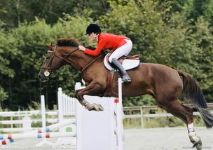 零基礎馬術(shù)知識