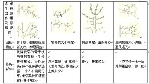 果樹(shù)修剪技術(shù)基礎知識