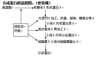 細胞結構基礎知識網(wǎng)絡(luò )